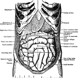 Female Abdomen Drawing