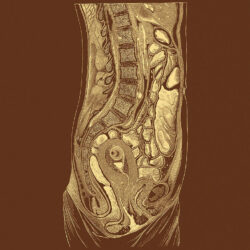 Female Abdomen Drawing Intricate Artwork