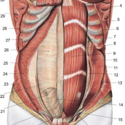 Female Abdomen Drawing Stunning Sketch