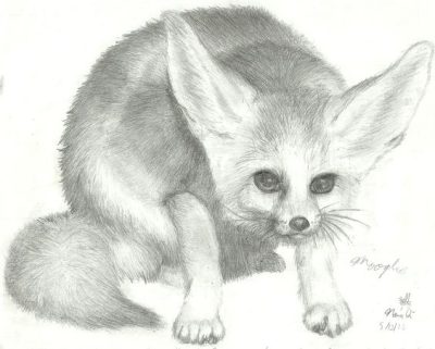 Fennec Fox, Small Size, Nocturnal Behavior, Large Ears, Desert Adaptation Drawing