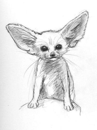 Fennec Fox, Adaptable, Desert, Nocturnal, Large Ears Drawing