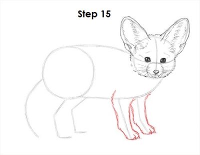 Fennec Fox, Small Size, Nocturnal Behavior, Large Ears, Desert Adaptation Drawing