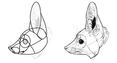 Fennec Fox, Small Size, Nocturnal Behavior, Large Ears, Desert Adaptation Drawing