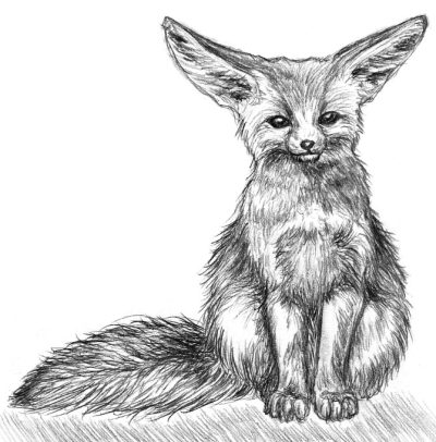 Fennec Fox, Small Size, Nocturnal Behavior, Large Ears, Desert Adaptation Drawing