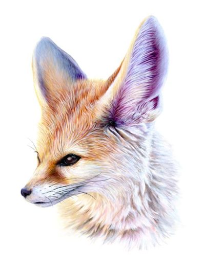 Fennec Fox, Small Size, Nocturnal Behavior, Large Ears, Desert Adaptation Drawing