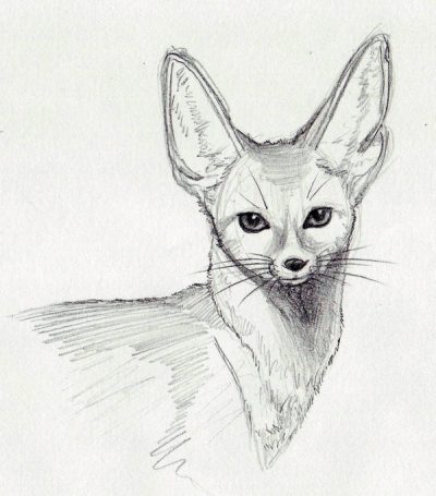 Fennec Fox, Small Size, Nocturnal Behavior, Large Ears, Desert Adaptation Drawing