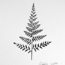 Fern Drawing Amazing Sketch