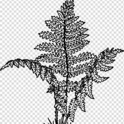 Fern Drawing Art