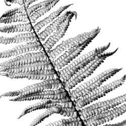 Fern Drawing Artistic Sketching