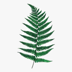 Fern Drawing Creative Style