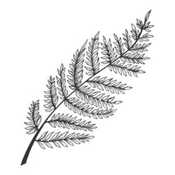 Fern Drawing Detailed Sketch