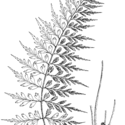 Fern Drawing Hand drawn