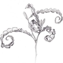 Fern Drawing Intricate Artwork