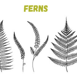 Fern Drawing Modern Sketch