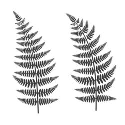 Fern Drawing Realistic Sketch