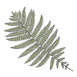 Fern Drawing Sketch