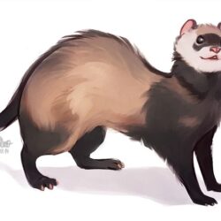 Ferret Drawing