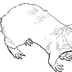 Ferret Drawing Amazing Sketch