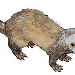 Ferret Drawing Art