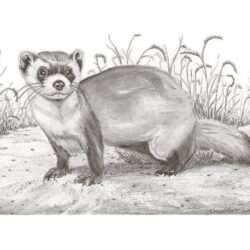 Ferret Drawing Artistic Sketching