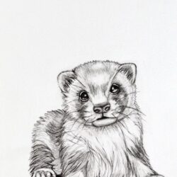 Ferret Drawing Detailed Sketch