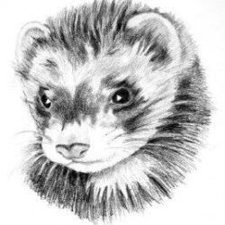 Ferret Drawing Hand Drawn