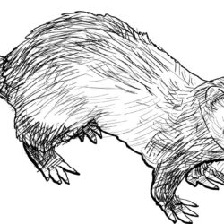 Ferret Drawing Hand Drawn Sketch