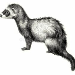 Ferret Drawing Realistic Sketch