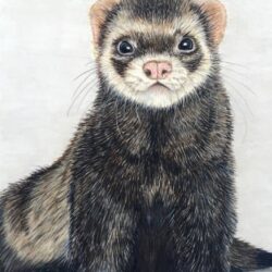 Ferret Drawing Stunning Sketch