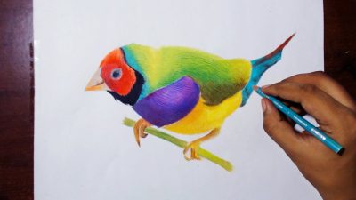 Finch, Adaptability, Intelligence, Nature, Songbird Drawing