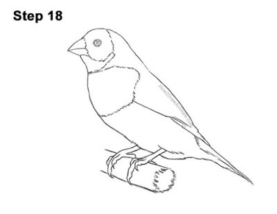 Finch, Adaptability, Intelligence, Nature, Songbird Drawing