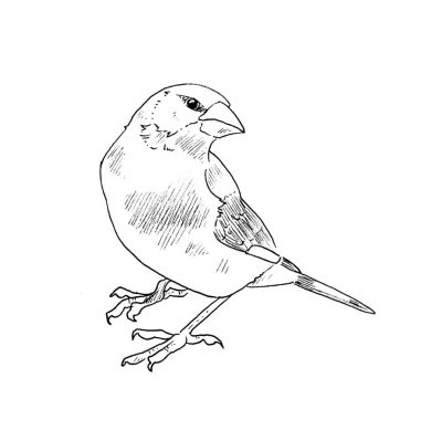 Finch, Adaptability, Intelligence, Nature, Songbird Drawing