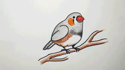 Finch, Adaptability, Intelligence, Nature, Songbird Drawing