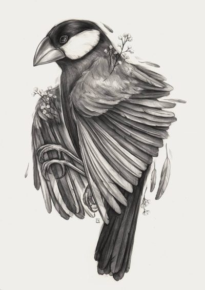 Finch, Adaptability, Intelligence, Nature, Songbird Drawing