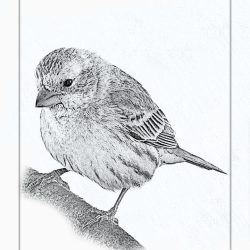 Finch Bird Drawing