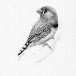 Finch Bird Drawing Artistic Sketching