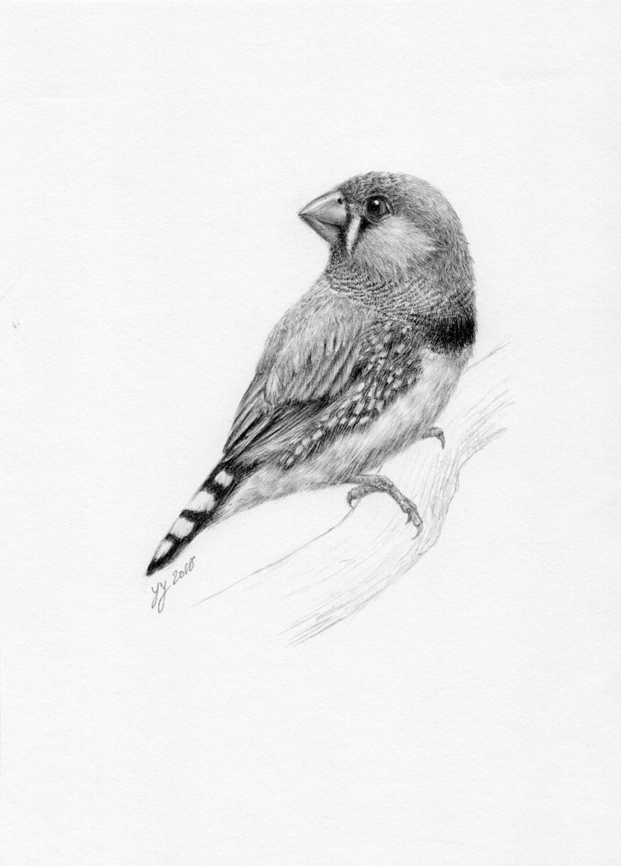 Finch Bird Drawing Artistic Sketching