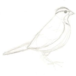 Finch Bird Drawing Detailed Sketch