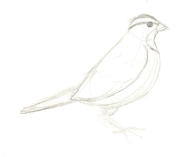 Finch Bird Drawing Detailed Sketch