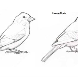 Finch Bird Drawing Fine Art