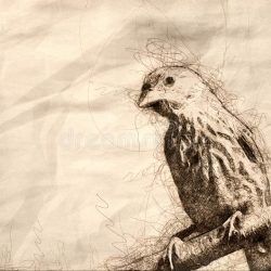 Finch Bird Drawing Hand drawn Sketch