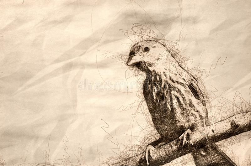 Finch Bird Drawing Hand drawn Sketch