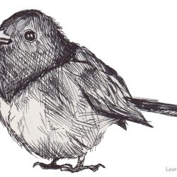 Finch Bird Drawing Image