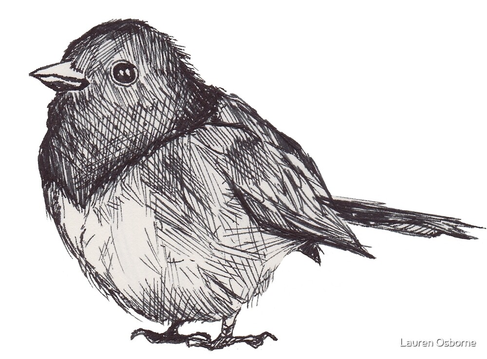 Finch Bird Drawing Image