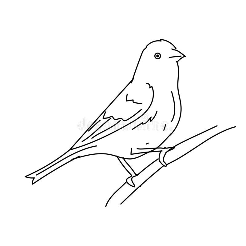 Finch Bird Drawing Intricate Artwork