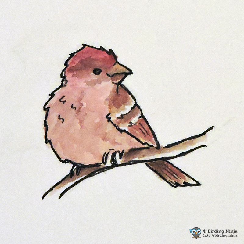 Finch Bird Drawing Sketch