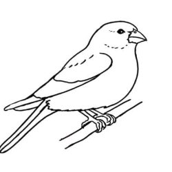 Finch Bird Drawing Stunning Sketch