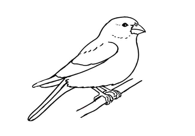 Finch Bird Drawing Stunning Sketch