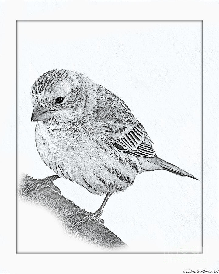 Finch Bird Drawing