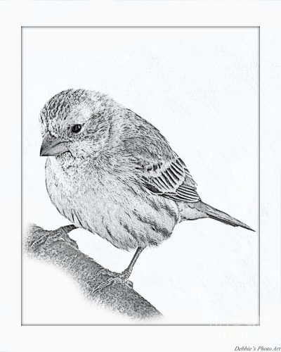 Finch, Adaptability, Intelligence, Nature, Songbird Drawing